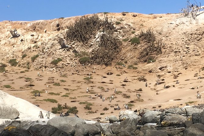 Fr STGO: WILD PENGUINS, SEALION, SANDBOARD, PARAGLIDING & PICNIC - Valparaiso, Viña del Mar, and the sea lions