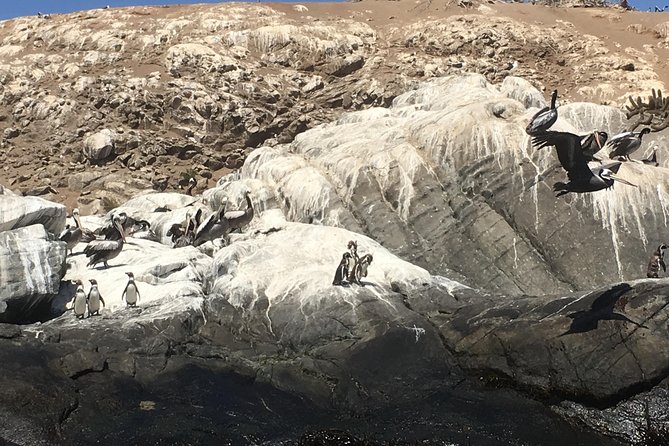 Fr STGO: WILD PENGUINS, SEALION, SANDBOARD, PARAGLIDING & PICNIC - The Zapallar boat trip for penguins