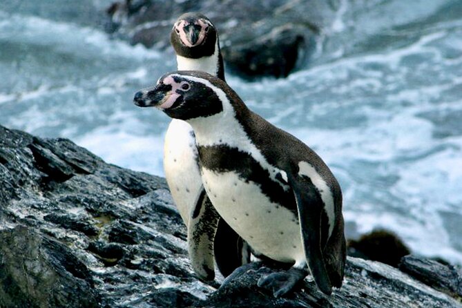 Fr VALPO: WILD PENGUINS, SEALION, SANDBOARD, PARAGLIDING & PICNIC - Key points at a glance