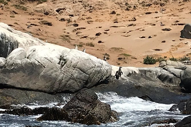 Fr VALPO: WILD PENGUINS, SEALION, SANDBOARD, PARAGLIDING & PICNIC - Lunch above the Pacific at the paragliding school