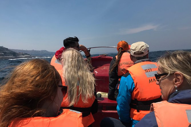 Fr VALPO: WILD PENGUINS, SEALION, SANDBOARD, PARAGLIDING & PICNIC - What the $250 price really covers