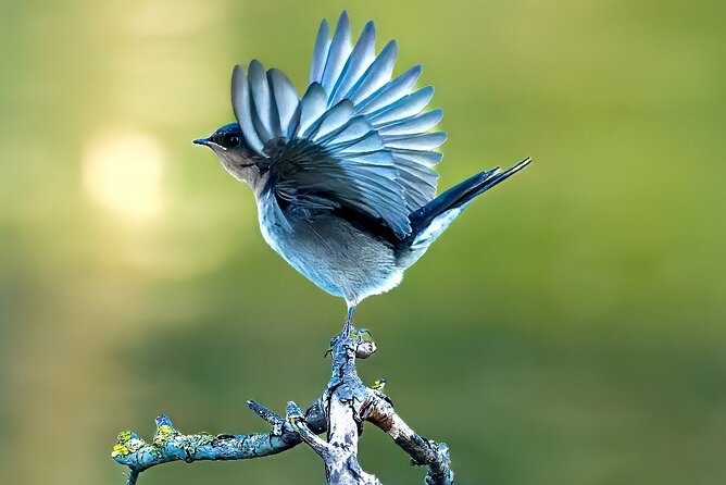 From Adelaide: Ultimate SA Birding & Nature Discovery Tour - Key points to know