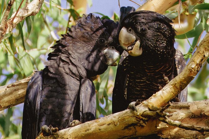 From Adelaide: Ultimate SA Birding & Nature Discovery Tour - Mount Compass Wetlands and the Fleurieu drive