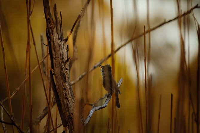 From Adelaide: Ultimate SA Birding & Nature Discovery Tour - Granite Island and Nature’s Eye