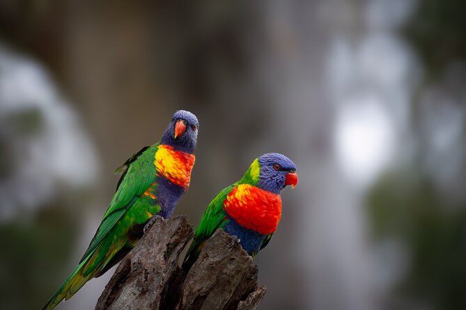From Adelaide: Ultimate SA Birding & Nature Discovery Tour - The Murray Mouth in late light