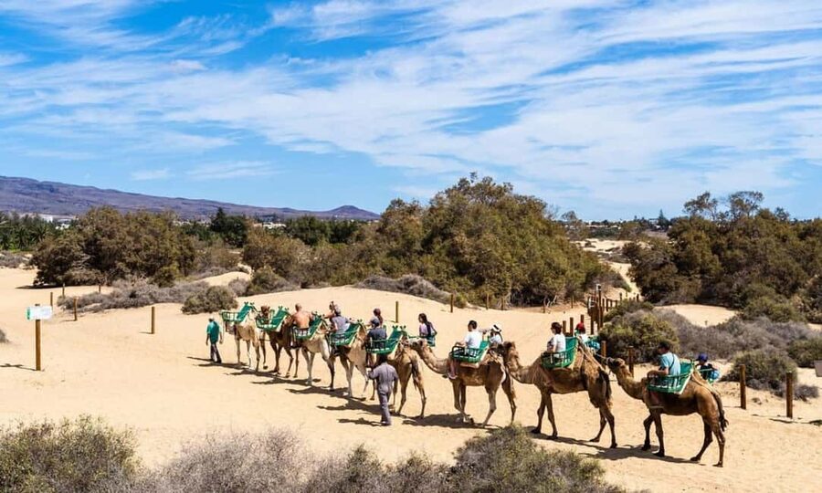 From Agadir: Camel Ride and Flamingo Trek - Flamingo spotting requires patience