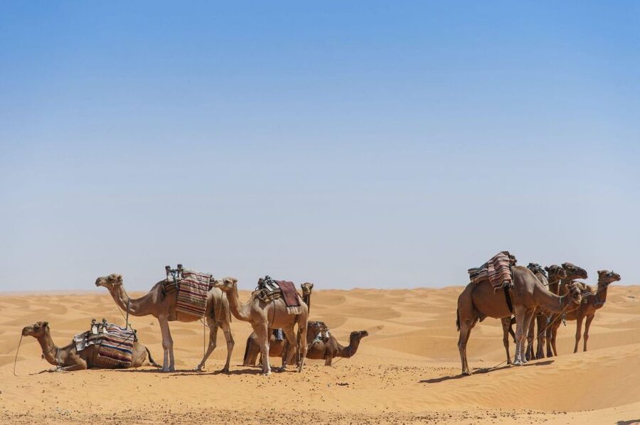 From Agadir: Camel Ride and Flamingo Trek - What the ride feels like for adults and children