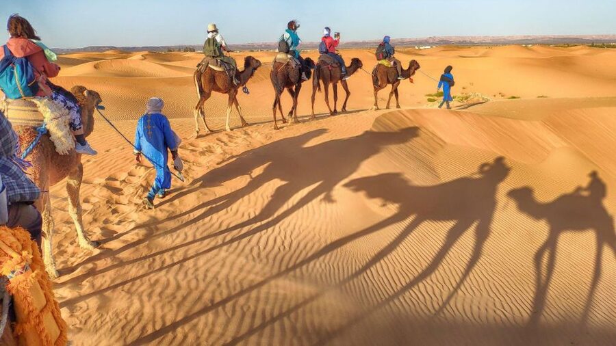 From Agadir: Camel Ride and Flamingo Trek - Hotel transfers are a real part of the value