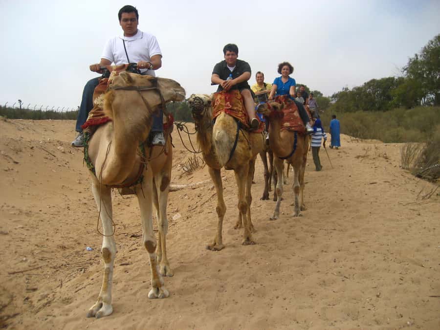 From Agadir or Taghazout: Camel Ride Berber Tour Experience - Should you book it?