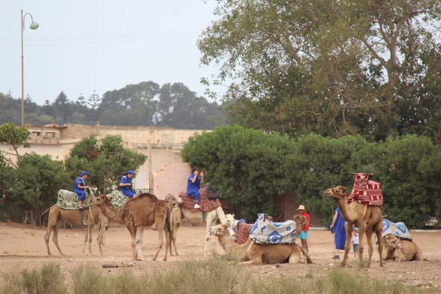 From Agadir or Taghazout: Camel Ride Berber Tour Experience - The guides make the difference