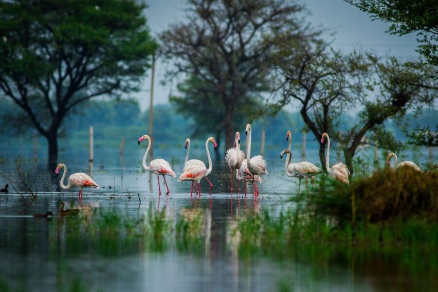From Agra: Taj Mahal, Fatehpur Sikri & Bird Safari Tour - What the guide adds to the day