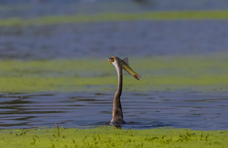 From Agra: Taj Mahal, Fatehpur Sikri & Bird Safari Tour - Who should book this tour?