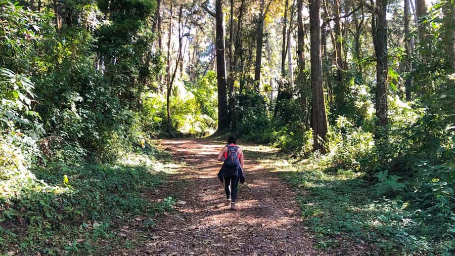 From Antigua Guatemala: Birdwatching and Scenic Hiking Tour - Climbing through pine-oak forest