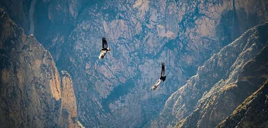 From Arequipa: Colca Canyon and Condor Watching Day Trip - Cruz del Condor and the search for a soaring bird