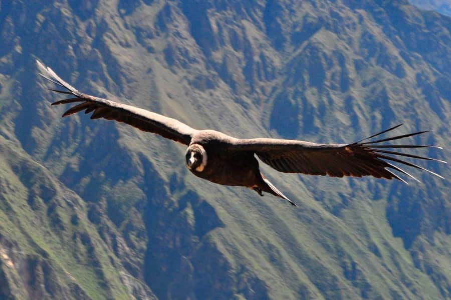 From Arequipa: Colca Canyon and Condor Watching Day Trip - Breakfast in Chivay and the first views