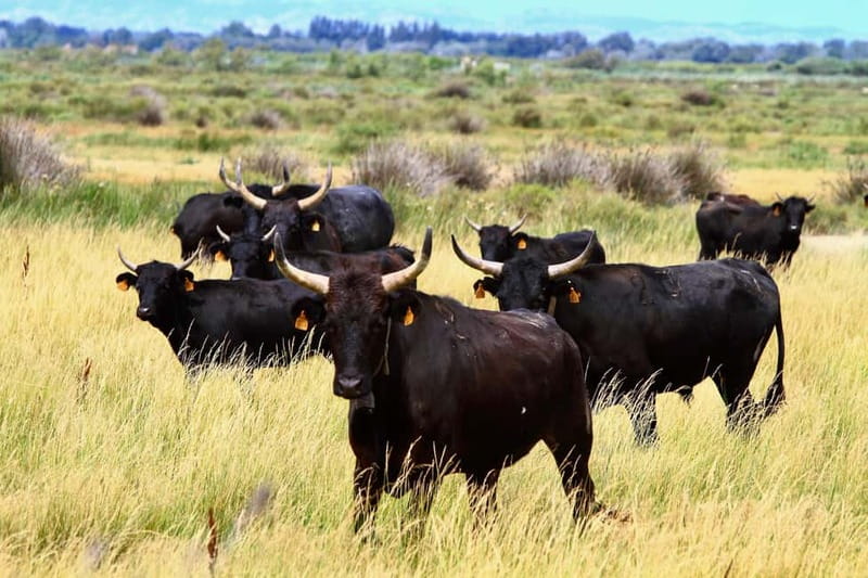 From Avignon: Camargue Tour with Bird Park Entry - Why the Camargue makes a good day trip from Avignon