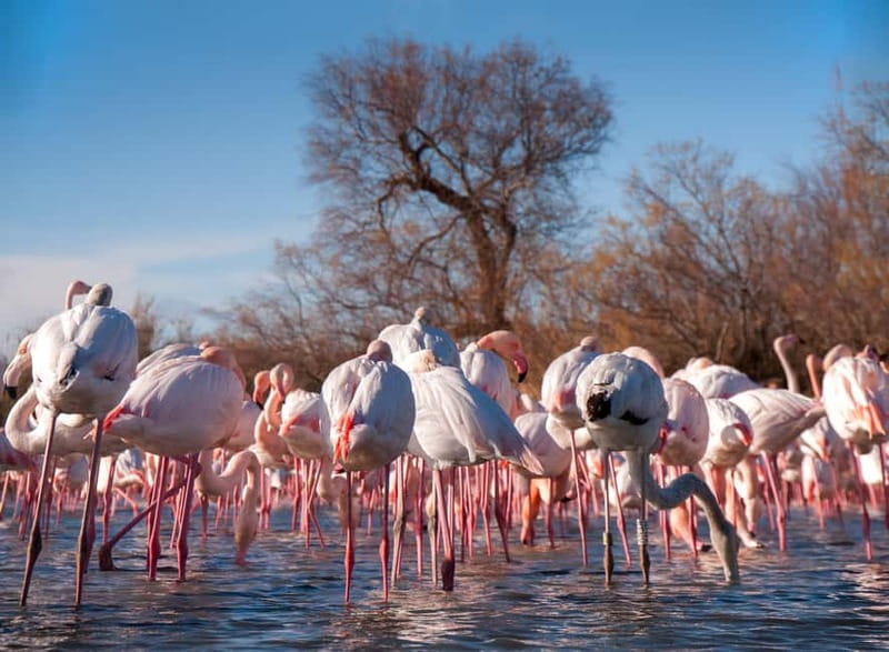 From Avignon: Camargue Tour with Bird Park Entry - Camargue horses, bulls, ranches, and salt marshes