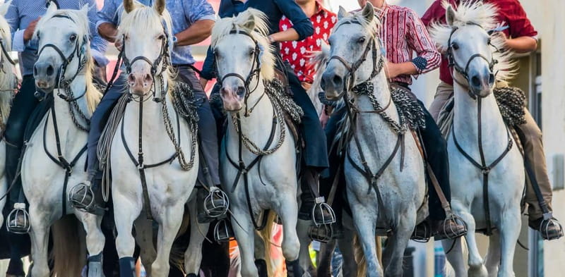 From Avignon: Camargue Tour with Bird Park Entry - Should you book this day trip?