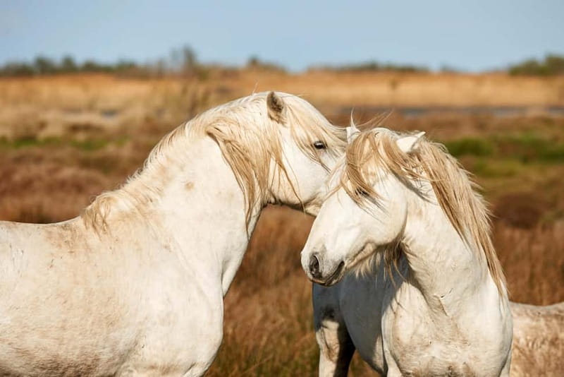 From Avignon: Camargue Tour with Bird Park Entry - FAQ