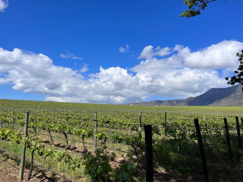 From Cape Town: Cape Agulhas, Penguins, Wine Tasting Tour - Wine in the Hemel-en-Aarde region