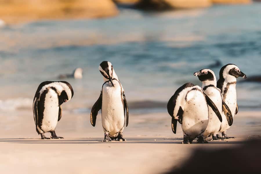 From Cape Town: Cape Agulhas, Penguins, Wine Tasting Tour - Morning pickup and the road out of Cape Town
