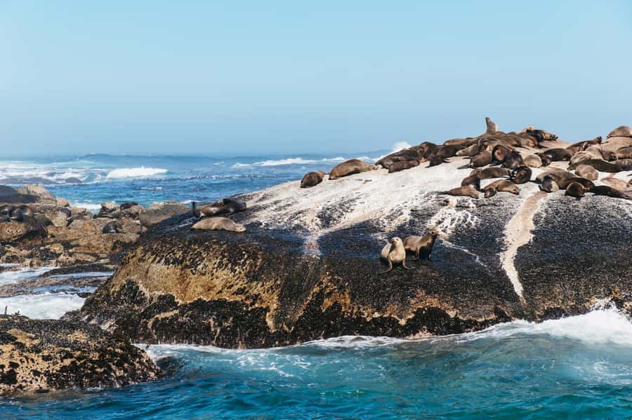 From Cape Town: Cape Peninsula & Boulders Penguin Beach Tour - Kalk Bay and Muizenberg on the return