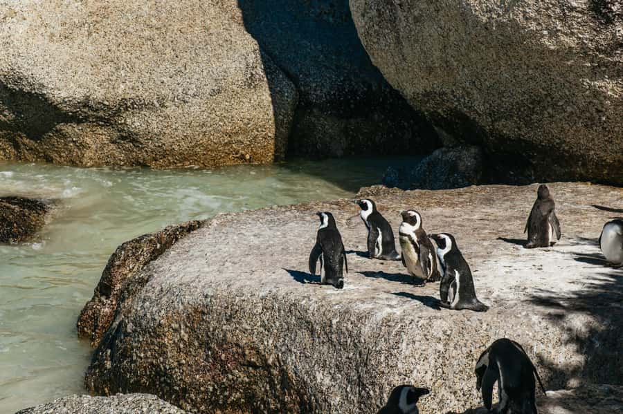From Cape Town: Cape Peninsula & Boulders Penguin Beach Tour - Bo-Kaap and the first look at Cape Town