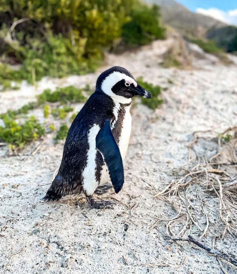 From Cape Town: Half Day Cape Point & Penguins Tour - What the minibus format means for you