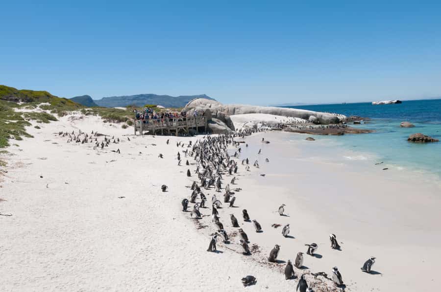 From Cape Town: Half Day Cape Point & Penguins Tour - Should you book it?