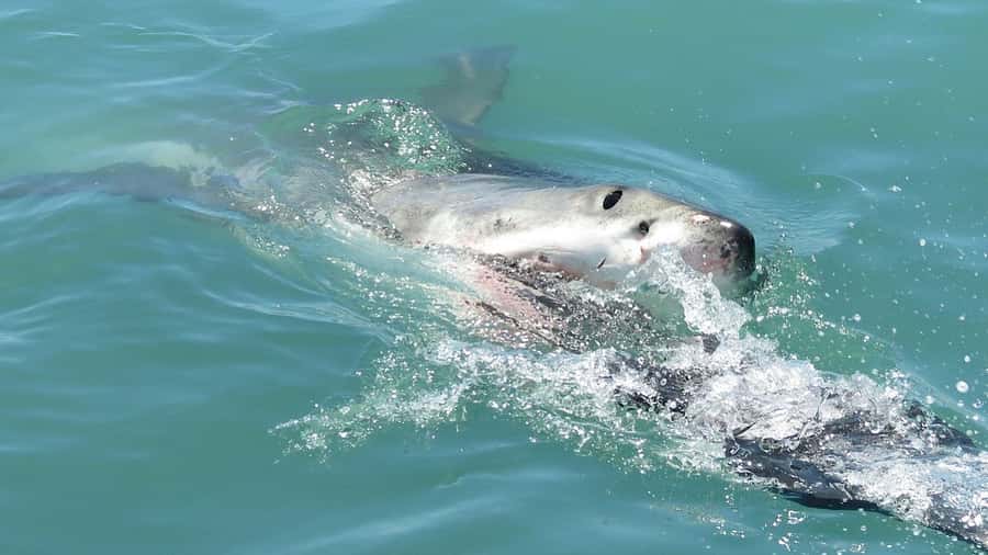 From Cape Town: Shark Cage Diving and Penguin Tour - Gansbaai makes for a very early start