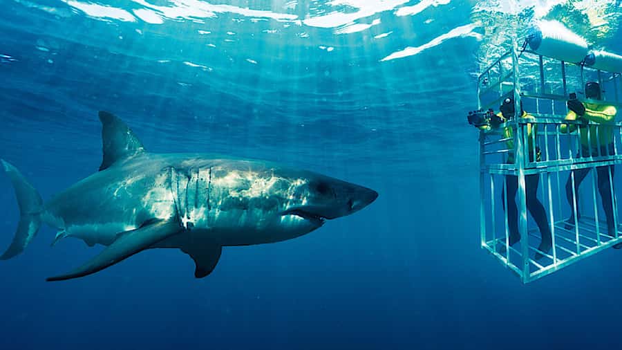 From Cape Town: Shark Cage Diving and Penguin Tour - The cage encounter is thrilling, but brief