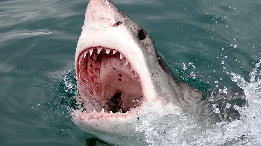 From Cape Town: Shark Cage Diving and Penguin Tour - Who should book this day