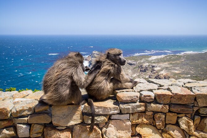From Cape Town: Table Mountain, Cape of Good Hope & Penguins including Park Fees - Why this private Cape Peninsula day works