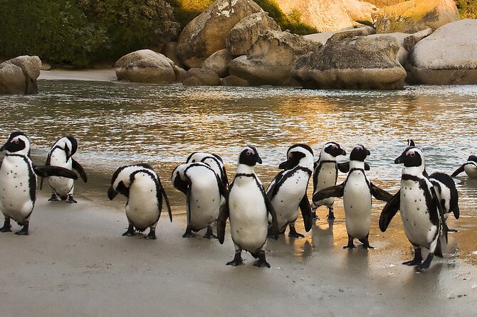 From Cape Town: Table Mountain, Cape of Good Hope & Penguins including Park Fees - The Atlantic Seaboard, Camps Bay, and Hout Bay