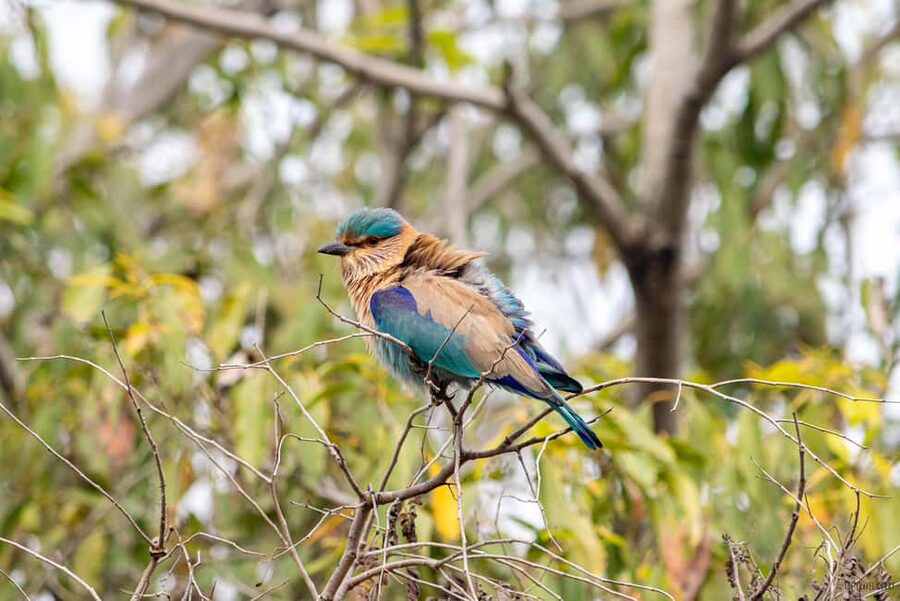 From Delhi: 5 Day Golden Triangle, Safari, & Bird Sanctuary - A five-day route through India’s headline sights