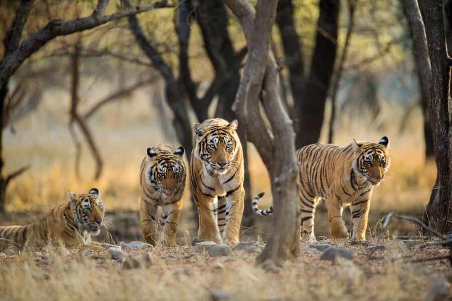 From Delhi: 5 Day Golden Triangle, Safari, & Bird Sanctuary - Day 3: Two safaris in Ranthambore National Park