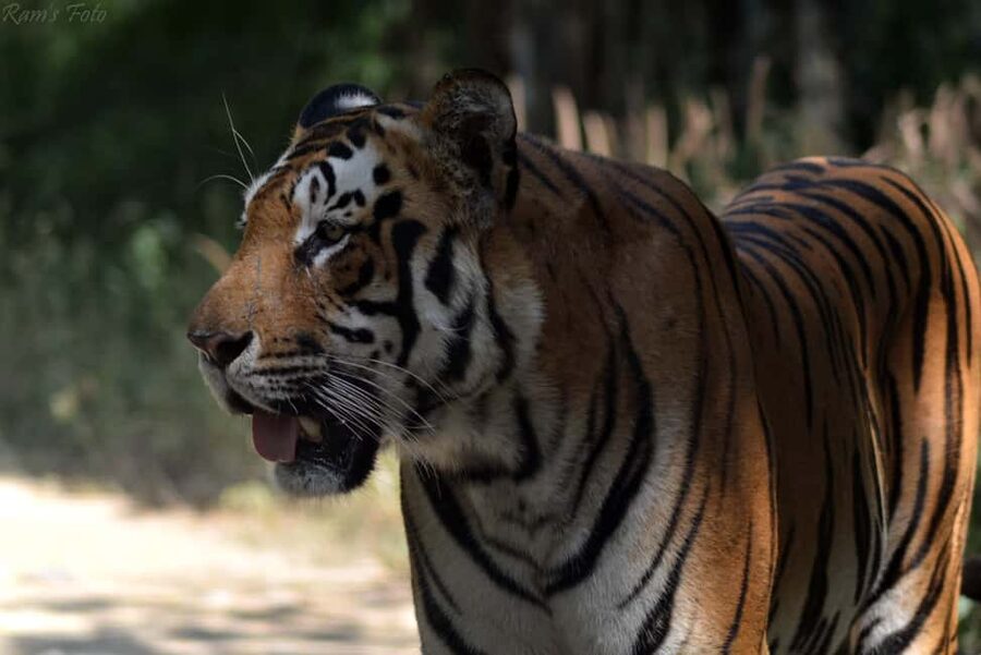 From Delhi: 5 Day Golden Triangle, Safari, & Bird Sanctuary - Day 4: Ranthambore to Jaipur and the Pink City’s royal core
