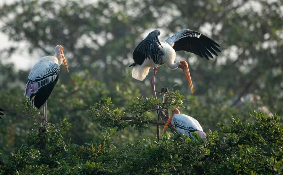 From Delhi: 5 Day Golden Triangle, Safari, & Bird Sanctuary - Day 1: Old Delhi, Mughal monuments, and the road to Agra
