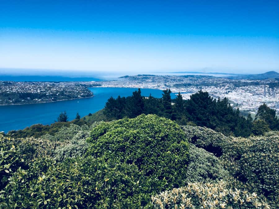 From Dunedin: City, Otago Peninsula & Albatross Guided Tour - Should you book this tour?