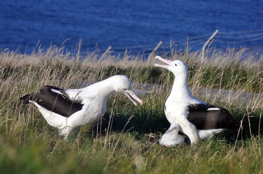 From Dunedin: City, Otago Peninsula & Albatross Guided Tour - Small-group comfort and guide style