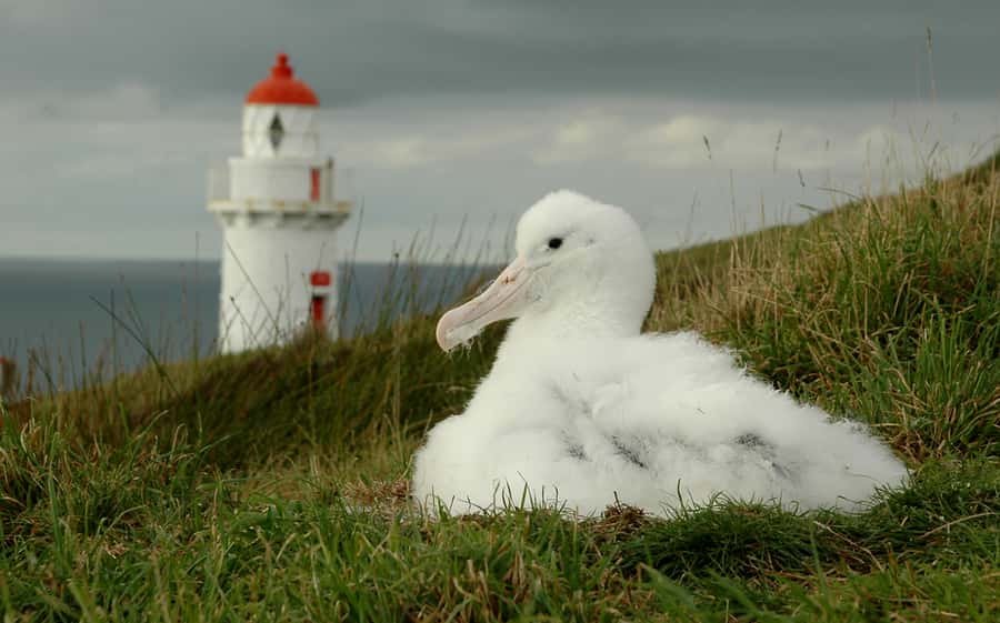 From Dunedin: City, Otago Peninsula & Albatross Guided Tour - Who will enjoy this Dunedin outing?