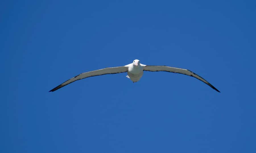 From Dunedin: City, Otago Peninsula & Albatross Guided Tour - Highcliff Road and the wide Otago views