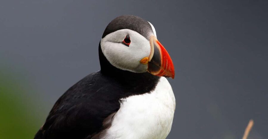 From Edinburgh: 4-Day Mull, Iona, Staffa & Puffin Isles tour - Why this four-day route works