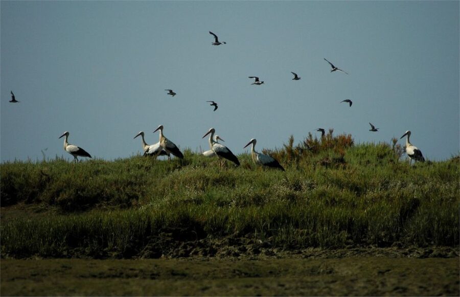 From Faro: 2-Hour Guided Bird Watching Boat Trip - Why the Ria Formosa makes a good bird-watching trip