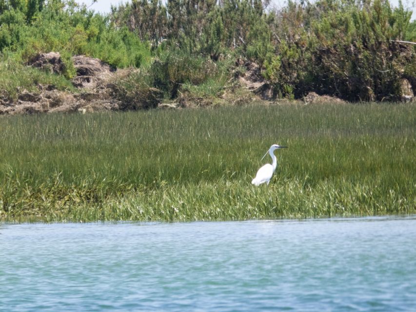 From Faro: 2-Hour Guided Bird Watching Boat Trip - Is the $47 price worthwhile?