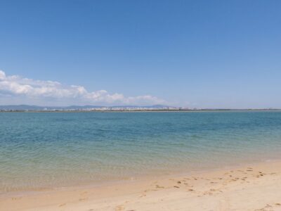 From Faro: 2-Hour Guided Bird Watching Boat Trip