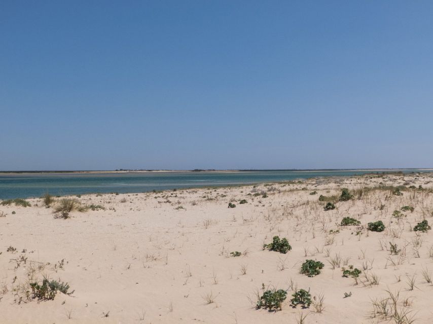 From Faro: 2-Hour Guided Bird Watching Boat Trip - Reaching the islands and the open sea