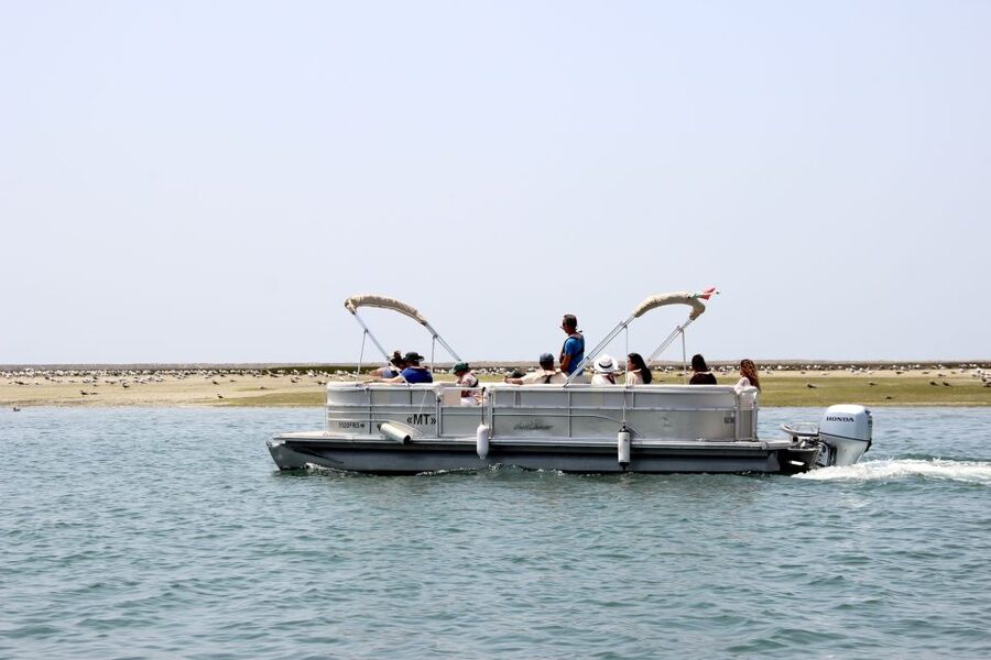 From Faro: 2-Hour Guided Bird Watching Boat Trip - Who will get the most from this two-hour trip