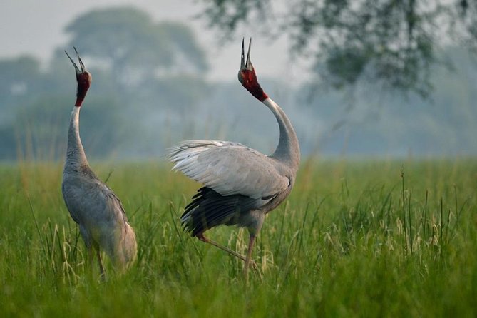 From Jaipur: Bird Safari and Agra sightseeing All-Inclusive - A smart way to connect Jaipur and Agra