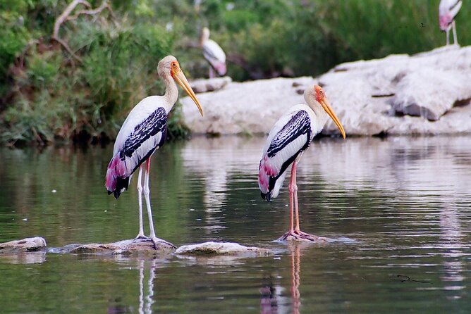 From Jaipur: Bird Safari and Agra sightseeing All-Inclusive - What three hours at Keoladeo National Park can offer